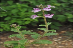 Endostemon viscosus